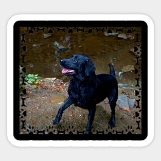 Black Labrador Sticker